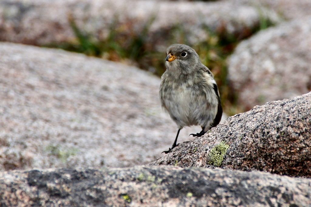 Snow Bunting (Plectrophenax nivalis), Ben Macdu by Mike Pennington is licensed under CC BY-SA 2.0